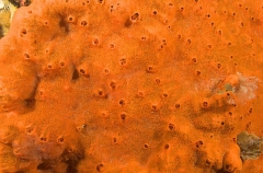 Encrusting Silica Sponge (Cliona sp.) Encrusting Silica Sponge (Cliona sp.)