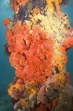 Encrusting Silica Sponges (Cliona sp.) Encrusting Silica Sponges (Cliona sp.)