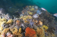 Silica Sponges (Demospongiae) Silica Sponges (Demospongiae)