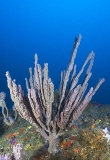Branching Tree Sponge (Demospongiae sp.) Branching Tree Sponge (Demospongiae sp.)