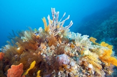 Silica Sponges (Demospongiae) Silica Sponges (Demospongiae)