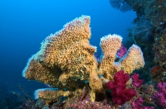 Silica Sponge (Demospongiae)