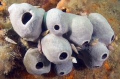 Vase Sponges (Spongia sp.)