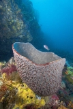 Cup Sponge (Demospongiae) Cup Sponge (Demospongiae)