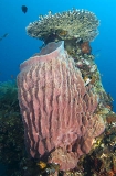 Barrel Sponge (Demospongiae) Barrel Sponge (Demospongiae)