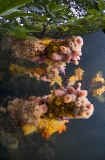 Sponges attached to the roots of mangrove trees at the surface. Sponges attached to the roots of mangrove trees at the surface.