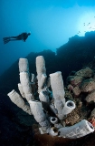 Tube Sponge (Cribrochalina olemda) Tube Sponge (Cribrochalina olemda)