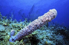 Tube Sponge. Tube Sponge.