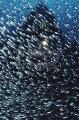 Hardyheads (Atherinisoma sp.)