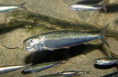 Japanese Pilchard (Sardinops melanostictus)