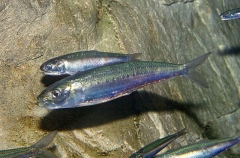 Japanese Pilchard (Sardinops melanostictus) Japanese Pilchard (Sardinops melanostictus)