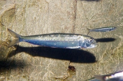 Japanese Pilchard (Sardinops melanostictus)