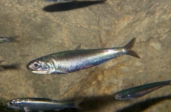 Japanese anchovy (Engraulis japonicus)