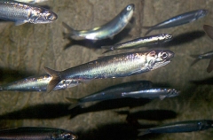 Japanese anchovy (Engraulis japonicus)