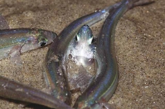 Californian Grunion (Leuresthes tenuis) Californian Grunion (Leuresthes tenuis)