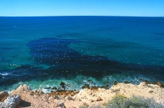 Hardyheads (Atherinisoma sp.) Hardyheads (Atherinisoma sp.)