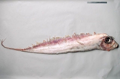 Dealfish (Trachipterus jacksonensis) Dealfish (Trachipterus jacksonensis)