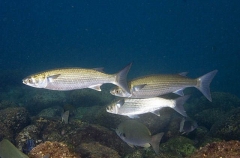 Flathead Mullet (Mugil cephalus cephalus) Flathead Mullet (Mugil cephalus cephalus)