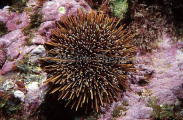 Sea Urchin (Evechinus chloroticus) Sea Urchin (Evechinus chloroticus)