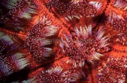 Fire Urchin (Asthenosoma ijimai) Fire Urchin (Asthenosoma ijimai)