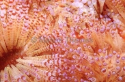 Fire Urchin (Asthenosoma ijimai) Fire Urchin (Asthenosoma ijimai)