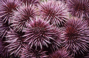 Purple Sea Urchins (Strongylocentrotus prupuratus)