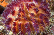 Fire Urchin (Asthenosoma varium) Fire Urchin (Asthenosoma varium)
