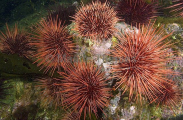 Red Sea Urchins (Strongylocentrotus franciscanus) Red Sea Urchins (Strongylocentrotus franciscanus)