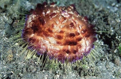 Fire Urchin (Asthenosoma varium)
