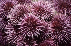 Purple Sea Urchins (Strongylocentrotus prupuratus) Purple Sea Urchins (Strongylocentrotus prupuratus)
