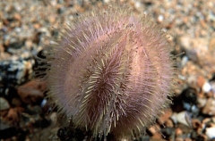 Pale Sea Urchin (amblypneustes pallidus) Pale Sea Urchin (amblypneustes pallidus)