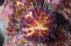 Fire Urchin (Asthenosoma varium) Fire Urchin (Asthenosoma varium)