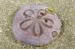 Japanese Sand Dollar (Clypeaster japonicus)