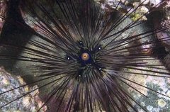 Sea Urchins (Diadema setosum) Sea Urchins (Diadema setosum)