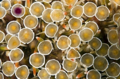 Sea Urchin feet showing sucker pads and spines used to traverse over all forms of terrain. Sea Urchin feet showing sucker pads and spines used to traverse over all forms of terrain.