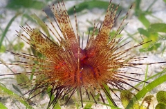Sea Urchin (Astropyga radiata) Sea Urchin (Astropyga radiata)