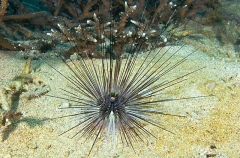 Sea Urchin (Diadema setosum) Sea Urchin (Diadema setosum)