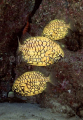 Pineapplefish (Cleidopus gloriamaris) Pineapplefish (Cleidopus gloriamaris)
