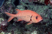 Epaulette Soldierfish (Myripristis kuntee) Epaulette Soldierfish (Myripristis kuntee)