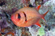 Epaulette Soldierfish (Myripristis kuntee)