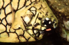 Pineapplefish (Cleidopus gloriamaris) Pineapplefish (Cleidopus gloriamaris)