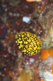 Pineconefish (Monocentris japonica) Pineconefish (Monocentris japonica)