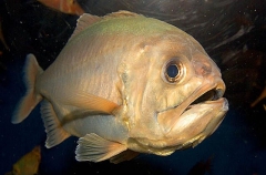 Blueberry Roughy (Gephroberyx japonicus) Blueberry Roughy (Gephroberyx japonicus)