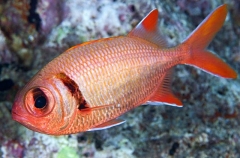 Epaulette Soldierfish (Myripristis kuntee)