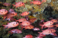 Epaulette Soldierfish (Myripristis kuntee)