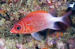 Tailspot Squirrelfish (Sargocentron caudimaculatum) Tailspot Squirrelfish (Sargocentron caudimaculatum)