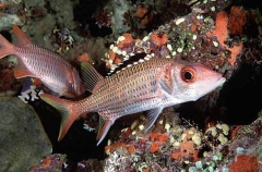 Blackfin Squirrelfish (Neoniphon opercularis) Blackfin Squirrelfish (Neoniphon opercularis)