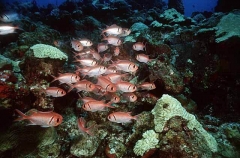 Blackbar Soldierfish (Myripristis jacobus) Blackbar Soldierfish (Myripristis jacobus)