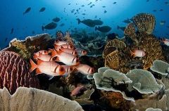 Squirrelfish (Myripristis sp.) Squirrelfish (Myripristis sp.)