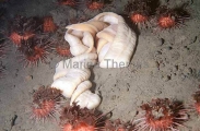Proboscis Worm (Parborlasia corrugatus) Proboscis Worm (Parborlasia corrugatus)